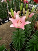 [5096 Lexington VWS No01.JPG]